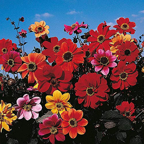 Dahlia Variabilis ‘Bishop’s Children’ 1 Packet (50 Seeds) by Thompson and Morgan