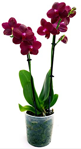 POWERS TO FLOWERS - ORCHIDEA PHALAENOPSIS LA CARNOSA, vaso 12cm, Pianta Vera
