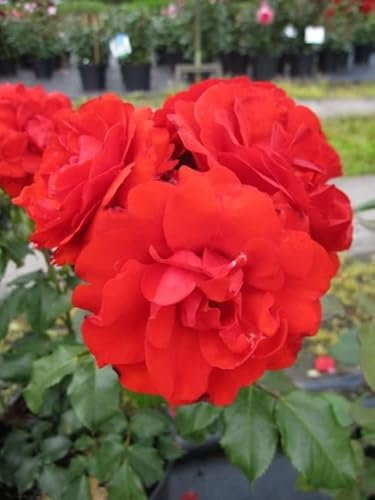 Beetrose Remembrance® - Rosa Remembrance® - orange-rot -Duft+ - Harkness-Rose