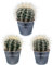 Cactus, Echinocactus Grusonii, 10.5CMØ, 15CM Hoog, Zinken Potten, (3 Stuks)