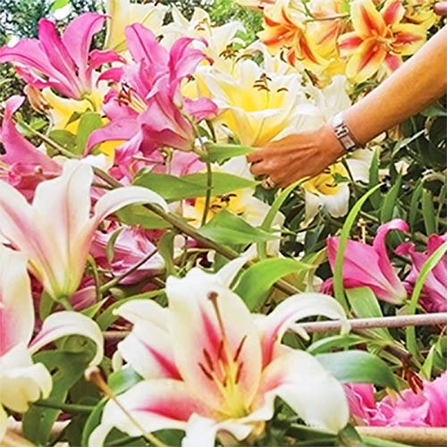 5 bulbos gigantes mezclados de lirios de árbol grandes flores fragantes de verano pernnial jardín planta corm colección