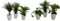 Dominik Blumen und Pflanzen, Fresh-Air-Trio, Dracena Marginata, Zimmerpalme mit Dieffenbachia und Dekotopf, weiß &, Tropic-Trio, Efeutute Zimmerpalme mit Dieffenbachia und Dekotopf, weiß