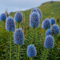 samen kugeldistel blau staude veits - Eryngium planum Kleiner Mannstreu - Eryngium amethystinum blaue distelsamen - Seltene Pflanzen serie - flower seeds mehrjährige blumenwiese 200Stück