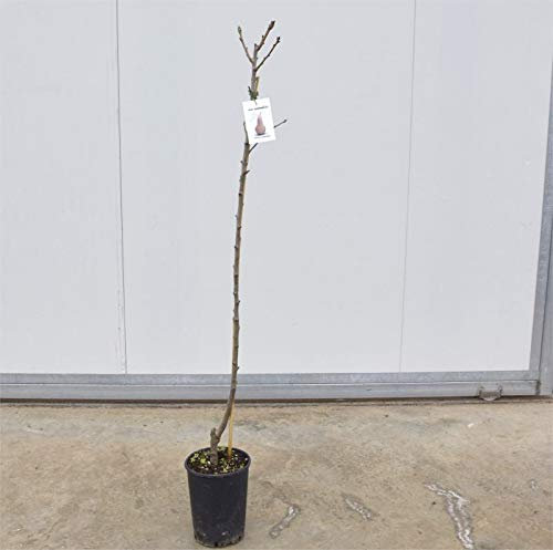 Albero Pero Coscia 2 anni