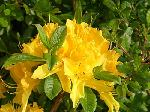 Sommergrüne Azalee Goldstück - Rhododendron luteum Goldstück- 40-50cm