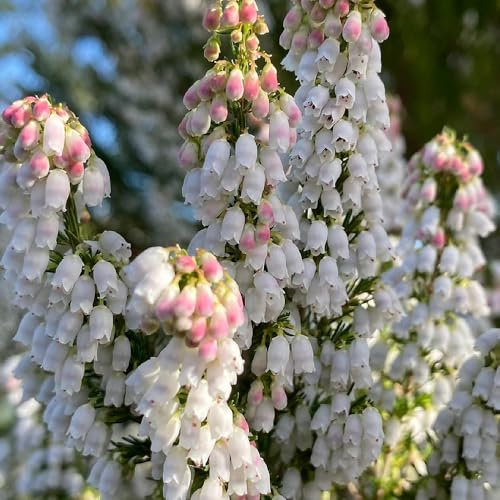 250 Pc Semillas De Brezo - Flores Silvestres Flores De Balcón, Flores Cortadas Semillas Semillas De Plantas De Brezo, Semillas De Flores Silvestres, Semillas De Lecho Elevado Plantas