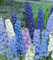 Rittersporn Delphinium Feine Farben Mischung Höhe 110 cm Samen