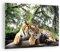Bilder auf Glas Tiger Dschungel Ruhe Glasbild 70x50cm Wandbilder Dekoration Wohnzimmer Schlafzimmer Küche Deko Klein Wanddeko Bild im Glas Wand Kunstdruck Art Modern Wall Decor Glasdruck GAA70x50-4166