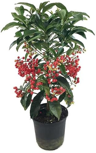 Fangblatt - Ardisia crenata - Spitzblume rot im Ø 13 cm Topf - dekorative Zimmerpflanze für Weihnachten/Winter