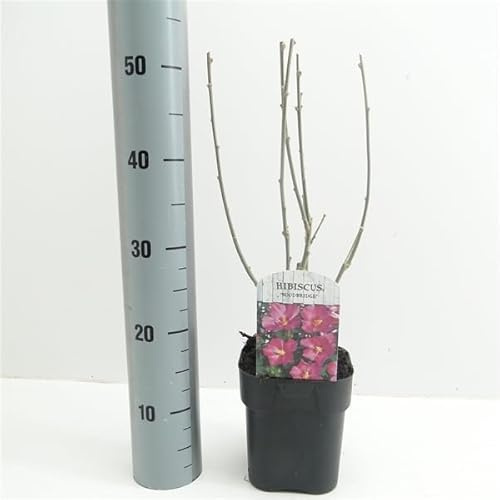 Hibiscus syriacus Hybrid 'Woodbridge' rosa su vaso 15x15 una pianta