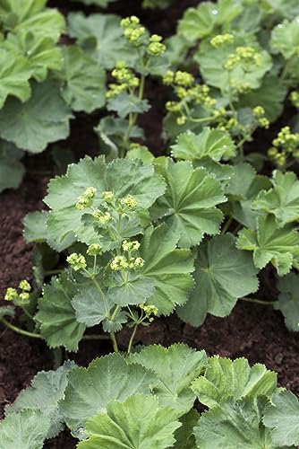 Alchemilla mollis ca. 9x9 cm Topf - Frauenmantel, gelbgrüne Blüten, Blütezeit Juni-August, ideal für Rabatten, pflegeleicht und robust