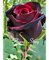 20 Schwarz Rose Samen – mit rotem Rand, seltene Farbe, Beliebte Garten Blumensamen mehrjährig Bush oder Bonsai Blume