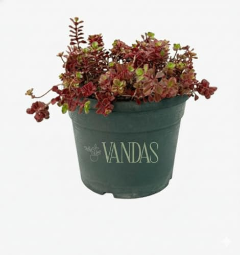 Vandas Sedum Spurium – Pianta Grassa Perenne Tappezzante | Fioritura Rosa Estiva | Vaso Diametro 18 cm | Altezza 25 cm | Made in Italy