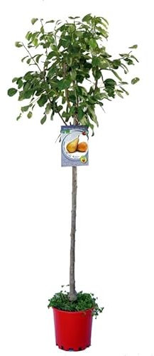 Árbol Peral Natural: Fragancia y Sabor en Casa