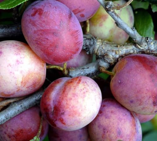 Direct Plants Plums Opal Fruit Tree 6ft Tall Supplied in a 12 Litre Pot
