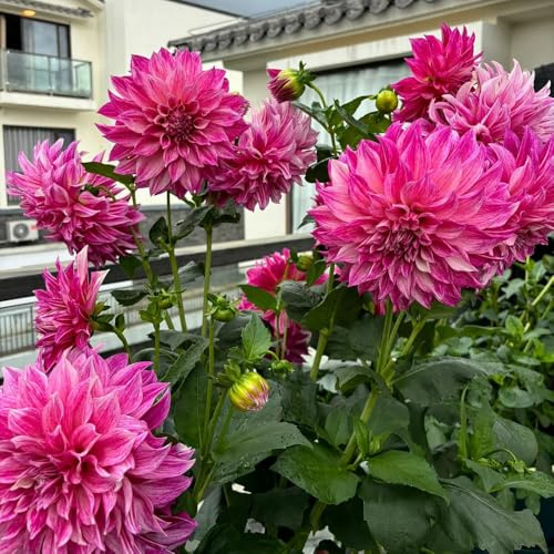 Bulbi di dalia, bulbi resistenti bulbosi giardino dei regali 5pcs