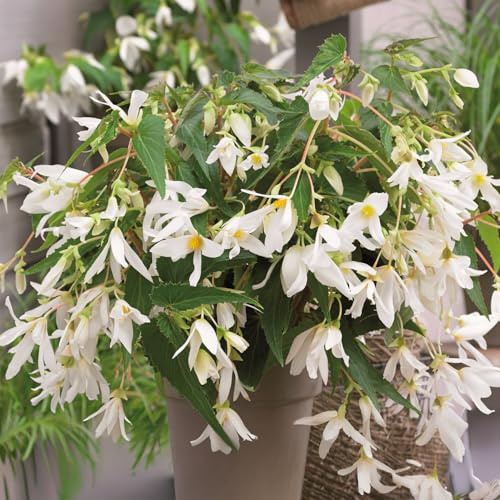 Bulbi di BEGONIA | Bulbi provenienti dai migliori produttori Olandesi | Esclusiva selezione e controllo qualità | Fioritura garantita dal primo anno. (1 Bulbo di Begonia BOLIVIENSIS WHITE TINKLE TREE)