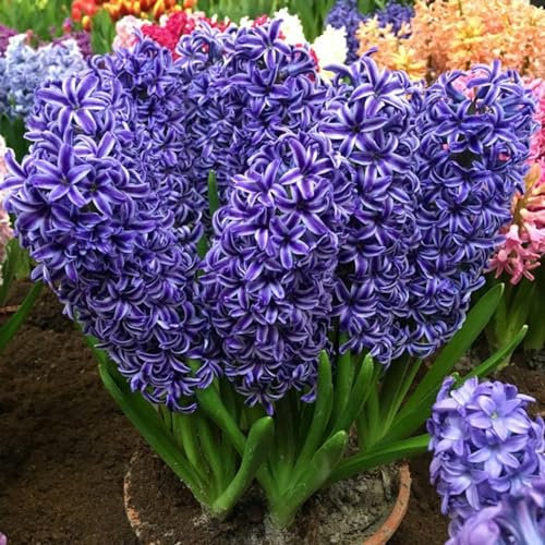 Hyazinthenzwiebel-Winterhart MehrjäHrig,Hyazinthen Rhizome,Hyazinthen Zwiebeln,Traubenhyazinthen,HyazinthenblüTen,Schnittblumen,Bonsai Pflanze-8zwiebeln-a