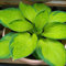 Funkien Samen, wildblumensamen Hosta plantaginea, stauden winterhart mehrjährig funkien hosta winterhart geschenke für gartenliebhaber exotische pflanzen gartenpflanzen hosta pflanze 50pcs