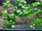 Froschbiss Limnobium laevigatum - Aquariumpflanzen - 10 Stück Schwimmpflanzen