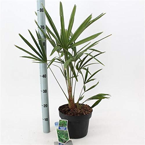 Chinesische Hanfpalme Trachycarpus Fortunei 70-100 cm – Robuste Zimmerpflanze für Garten & Terrasse, Frostbeständig, Pflegeleicht, Exotische Dekoration