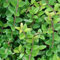 3 x Lonicera Nitida 'Elegant'- Heckenmyrte 'Elegant' 15-20 cm im Container -Die Eleganz der Natur in Ihrem Garten
