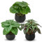 Briful Set of 3 Small Artificial Plants in Ceramic Pot, Fake Plants Watermelon Peperomia, Faux Potted Plant Tradescantia, Pilea Green Plant Artificial for Home Bathroom Bedroom Desk Décor