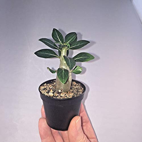 Adenium Obesum Desert Rose Colori Misti Succulente UK P & P 5.5cm Pot (X1)
