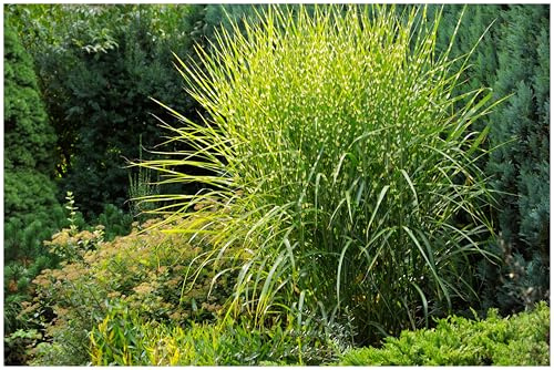 Stauden Gänge 10 x Miscanthus sinensis 'Strictus' Zebraschilf winterhart | Hohes Ziergras für Sonne, Blüte September bis Oktober, mehrjährig, 1 L Topf (11x11 cm)