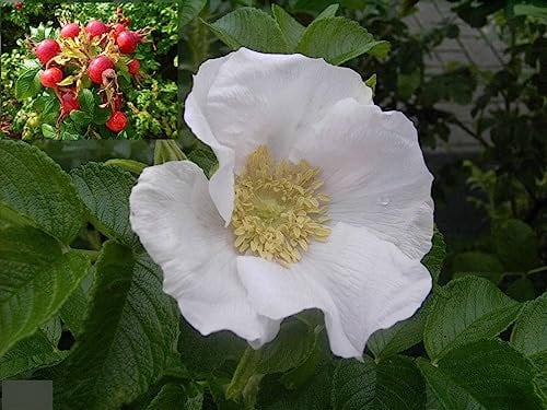 Rosa rugosa Alba - Weiße Apfelrose - Kartoffelrose - Hagebutte