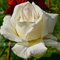 Zennixplus Yunnan White Rose Seed:Seeds