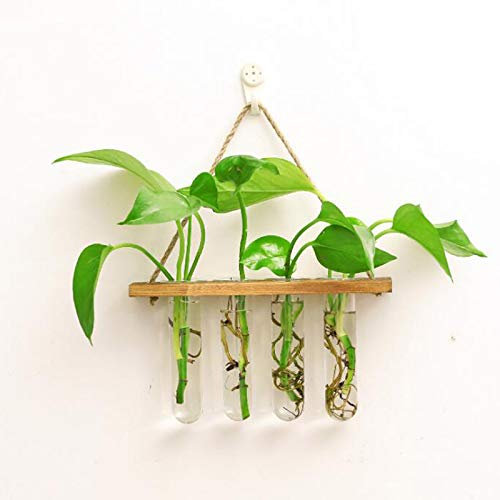 WERTSWF Wandbehang Glas Pflanzgefäße, Anzuchtstation Hydrokulturpflanzen Terrarium mit Holzrahmen 4 Reagenzgläser Vase für Stecklinge Knospen