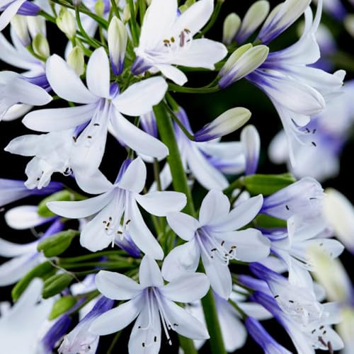 YouGarden Agapanthus 'Fireworks' in a 3L Pot, Garden Ready Agapanthus Ready to Plant Out, Supplied as an Established Plant