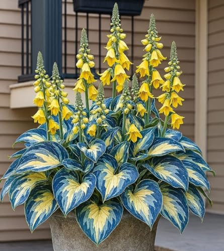 Mix Rizoma Di Hosta, Resistenti Al Freddo E Alla Siccità, Facile Da Coltivare, Adatte Per La Decorazione Di Giardini-4 Rizoma-G