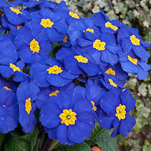 Polyanthus Blue | Colourful Flowering Garden Ready Bedding Plants 6 Pack