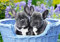 Castorland C-104246-2 French Bulldog Puppies, 1000 Teile Puzzle, Bunt