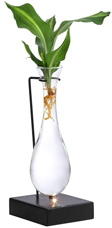 Dehner Waterplant Drachenbaum, im Glas, Ø 6 cm, Höhe 20 cm | Dracaena fragrans Burley, Wasserpflanze mit LED-Beleuchtung, pflegeleicht, für halbschattige bis schattige Standorte