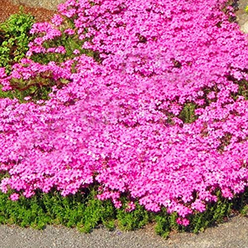 500 Stück Felsenkresse Samen, Kriechender Thymian Samen, Mehrjährige Bodendecker Pflanzen Blumen Samen, Mehrfarbig Ertragreicher Thymiansamen für Garten, Einfach zu Pflanzen (Rosa)
