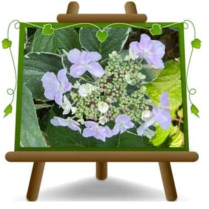 EURO PLANTS VIVAI Ortensia Variegata Lilla Pianta Ornamentale Altezza 30/40 cm Vaso 18 cm