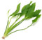 K2AQUA Echinodorus Bleheri Live Aquarium Plant Tropical Freshwater Rooted Green Background Aquascape Hardy Low Light Easy Care Suitable for Shrimp Fish Substrate Plant UK Seller for Large Tanks