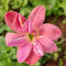 Lirio De Lluvia,Lirio De La Lluvia,Zephyranthes CáNdida Bulbos,Bulbos De Lirio De Lluvia Para Plantar,Bajo Mantenimiento,PlantacióN Al Aire Libre,Planta De Lirio De Lluvia-3bulbs-A