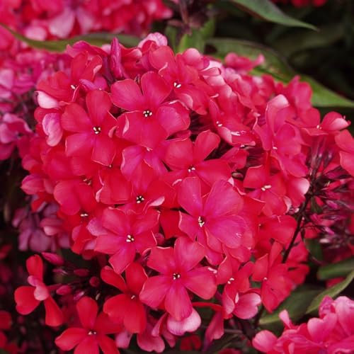 Plant Theory 9cm Pot Phlox Paniculata Starfire Border Phlox Perennial
