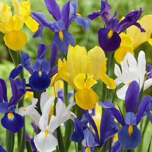 50 Mixed Iris Hollandica Bulbs – Dutch Irises with Stunning Violet Blooms – Vibrant Colour Blend for Your Garden – Thrives in UK Climate – Perennial Beauty