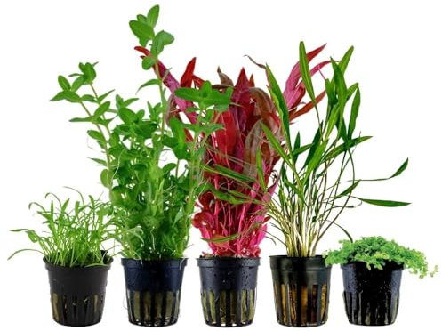 AquaOne Aquarium Pflanzen I 5X Wasserpflanzen I Einsteiger Aquarienpflanzen I Alternanthera Micranthemum Cryptocoryne Bacopa I Set mit 5 Aquariumpflanzen