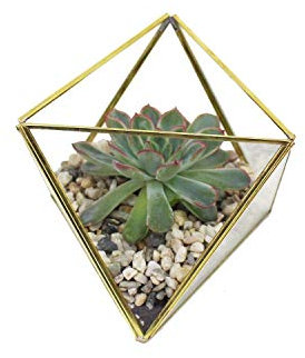 mitienda mit Liebe gemacht Geometrisches Terrarium aus Glas, Dreiecke, Mini Glas Terrarium für Sukkulenten