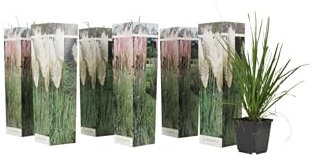 Plant in a Box - Cortaderia selloana - Mix de 6 - Pampa plante Blanc et Rose - Herbe de la pampa a planter - Pot 9cm - Hauteur 25-40cm