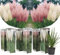 Plant in a Box - Erbe della pampa bianche - Mix di 6 - Rosa - Cortaderia selloana - Vaso 9cm - Altezza 25-40cm