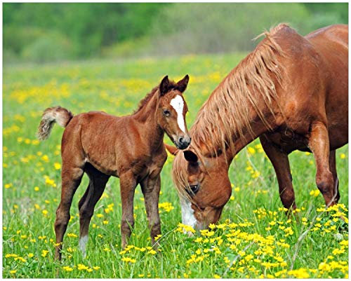 Wallario Poster - Pferde auf der Koppel in Premiumqualität, Größe: 40 x 50 cm