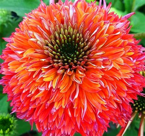 Dahlienzwiebel,Winterhart Mehrjährig,Dahlien-Pompons, Leuchtend Und Attraktiv,Eine Zwiebelpflanze Mit Langer BlüTezeit,GroßEn BlüTen, Dahlien Knollen Winterhart-5zwiebeln-C