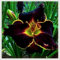 Taglilien zwiebeln,winterhart Mehrjährig,Irisierend,Seltene Pflanze,Hervorragende Verzierung,taglilien winterhart pflanze,hemerocallis mix Knollen.-3zwiebeln-F